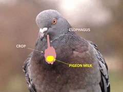 How pigeons sperm passes to femail picture 165